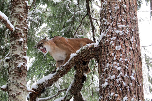 mountain lion